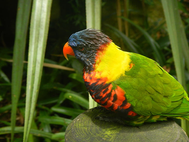 kuş, Guadeloupe, tropikal, bir hayvan, Gökkuşağı Lori, Animal Temalar, doğa
