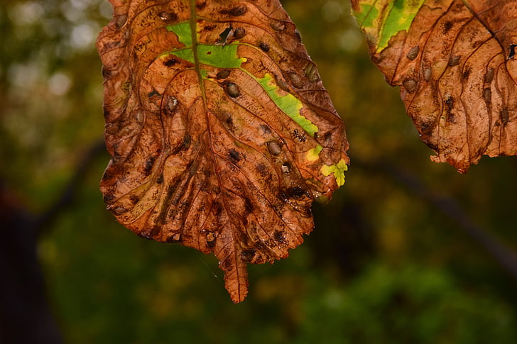 podzim, padajícího listí, listy, mokrý, října, Trist, Les