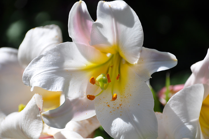 Lys, vit Lilja, blommor, vit, bukett, trädgård, Fleur de lis