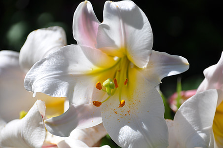 Lys, fehér liliom, virágok, fehér, csokor, kert, Fleur de lis
