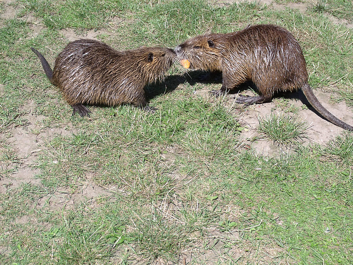 nutria, mat, gnagere