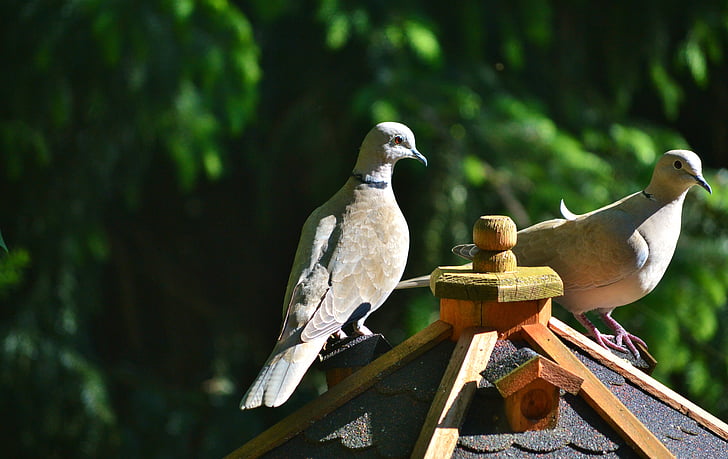 Dove, fugl, collared, natur, byen pigeon, fjerkræ, Wing