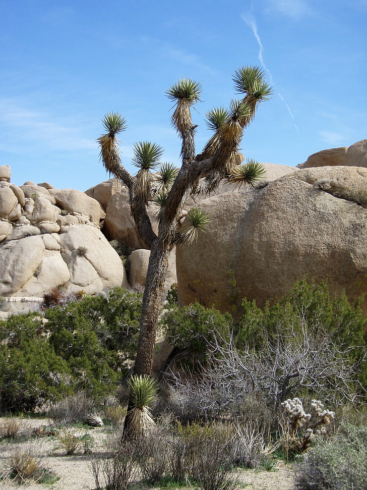 pouštní rostlina, Národní park, Joshua tree national park, Joshua tree, poušť, Příroda, Rock - objekt