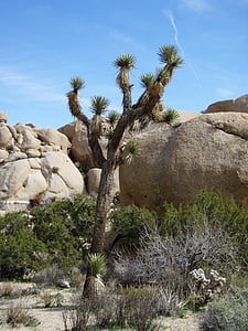沙漠植物, 国家公园, 约书亚树国家公园, 约书亚树, 沙漠, 自然, 岩石-对象
