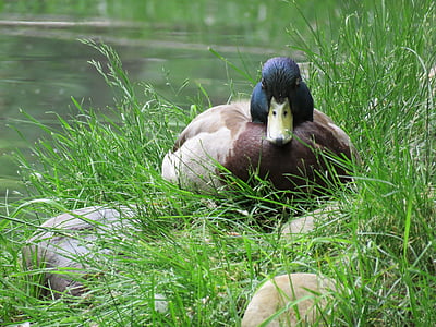 duck, mallard, bird, wildlife, water, male, beak