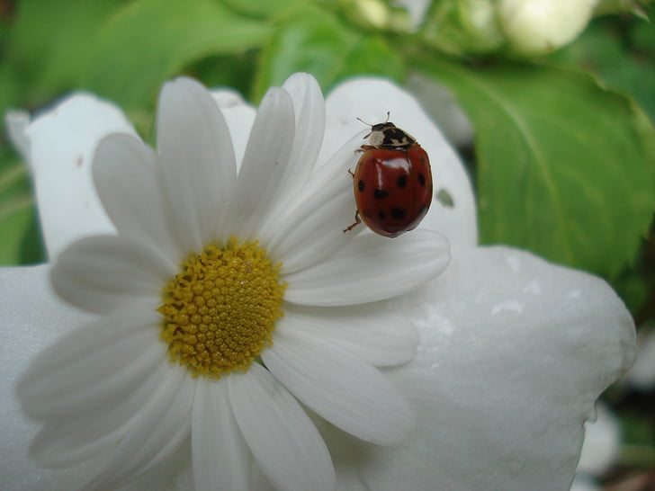 Ladybug, natur, dyr, blomst, insekt, bille, Nærbilde