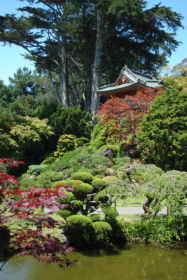 jardí japonès, jardí, arbres, verd, japonès, san francisco