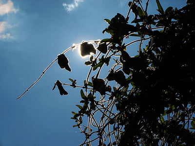ivy, sun, creepers, the sky, silhouette, nature, sky