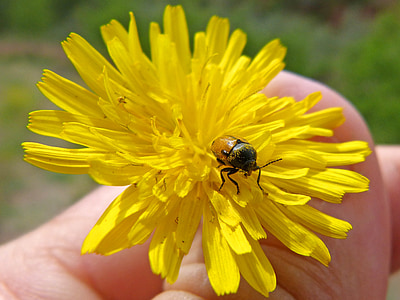 kumbang, Dandelion, kecil, Coleoptera, serangga, alam, Close-up