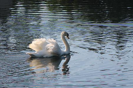 swan, lake, white, bird, wildlife, tranquil, graceful