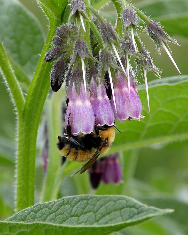 bumble bee, abeja, flor, púrpura, verde, néctar de, naturaleza