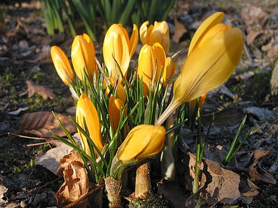 krokus, geel, bloem, natuur, lente
