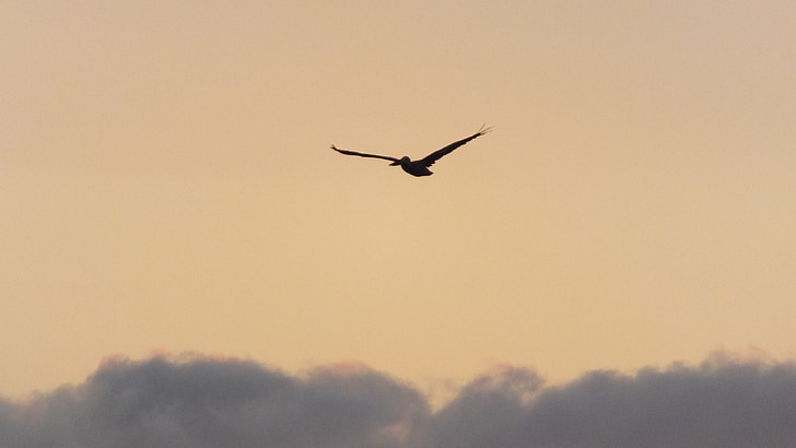 Pelican, apus de soare, mare, cer, peisaj, nori, pasăre