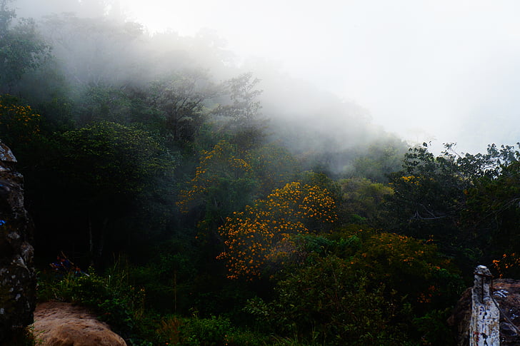Salvador, zataženo, mlha, mlha, krajina, stromy, květiny