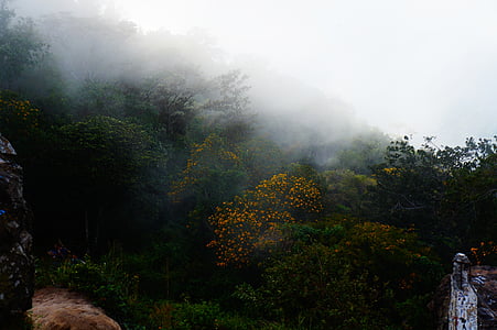 El Salvador, Slaba kiša, magla, magla, krajolik, stabla, cvijeće