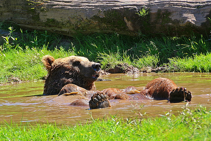 bear, water puddle, to bathe, refresh yourself, cool down, relaxed, dormant