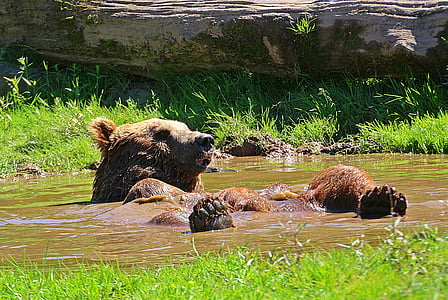 медведь, лужа воды, для купания, обновить себя, Охладьте вниз, расслабились, Спящие
