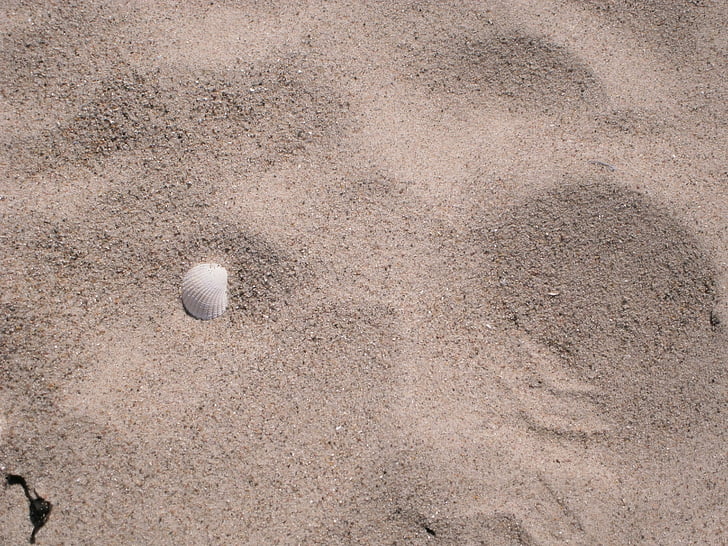 Shell, Beach, homok, Holiday