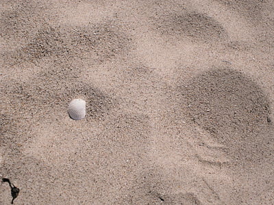 Shell, Beach, sand, ferie