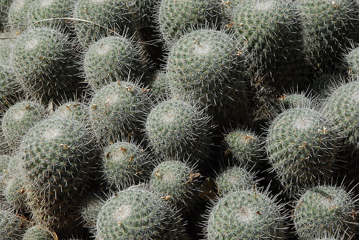 Cactus, Thorn, plantkunde, stekels, Tuin, doornen, bloem