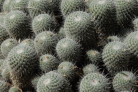 kaktus, Thorn, botanik, fjerposer, haven, torne, blomst