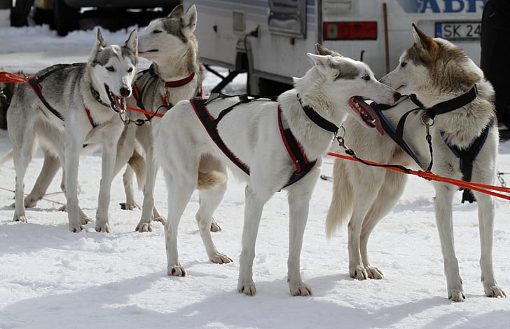 trekkhund racing, Start, konkurranse, mesterskapet, Grønlandshund, hunder, Vinter