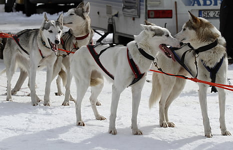corridas de cães de trenó, início, concorrência, Campeonato, Husky, cães, Inverno