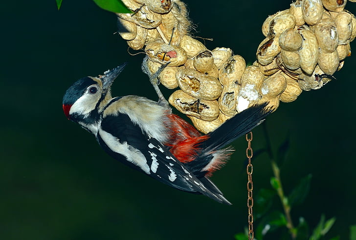 great spotted woodpecker, bird, wildlife, nature, peanuts, perched, eating