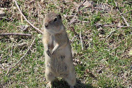 gopher, richardson ground squirrel, animal, rodent, prairie, outdoors, nature