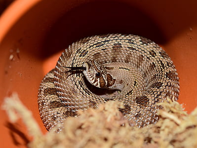 heterodon nasicus, serpent, Natter, Amérique du Nord, Mexique, Viper-like, légèrement toxique