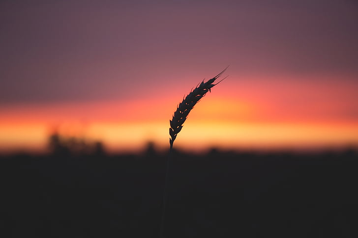 dawn, dusk, grass, macro, plant, silhouette, sunrise