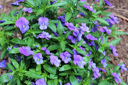 flowers, purple, nature, flower, plant, garden, flora