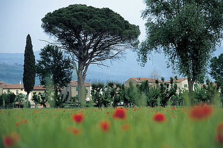 Italien, Toscana, bostäder, majsfält, vallmo, Pine, Cypress