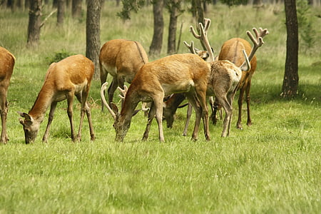 鹿, 自然, 野生, 動物, 動物, 哺乳動物, 野生動物