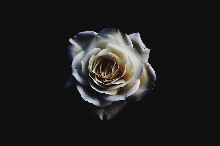 biały, niebieski, Róża, życzliwość, kwiat, kwiaty, czarne tło