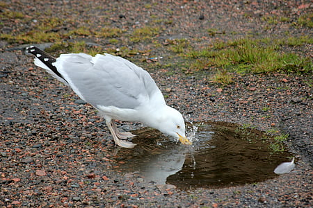 seagull, bird, water bird, seevogel, animal, wing, water