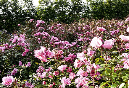 rose, flowers, pink, bed, garden, park, plant