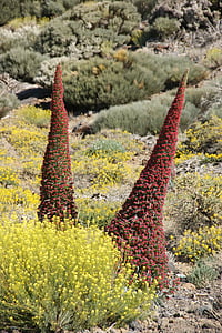 Tajinaste, Anläggningen, blommor, ingår i släktet, Teneriffa, Kanarieöarna