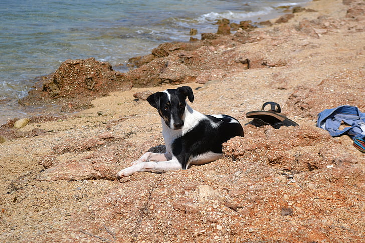 câine, plajă, Marea Adriatică, Insula rab, animal de casă, animale, vara