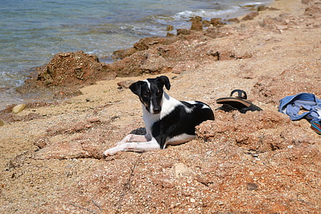 anjing, Pantai, Adriatic, Pulau rab, hewan peliharaan, hewan, musim panas