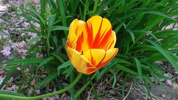 Tulip, квітка, зелені, Природа