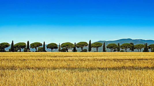 Toscana, Cypress, Italia, Pine, Avenue, taivas, kentät