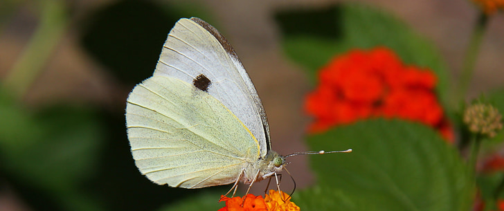 bela, metulj, metulji, insektov
