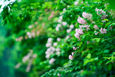 natural, planta, montanha, verde, flores, -de-rosa, Weigela