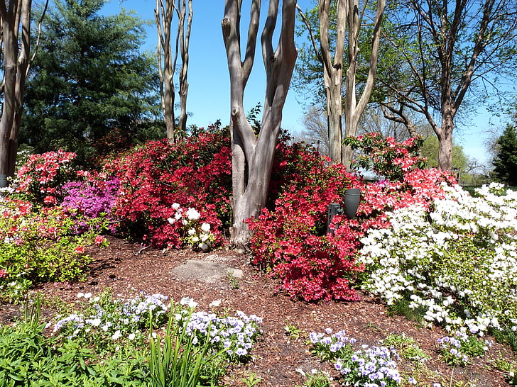 Azalea, Dallas arboretum, floare, flori, primavara, în aer liber