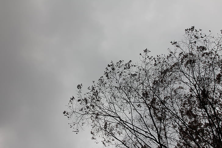 hitam-putih, cabang, siluet, langit, pohon