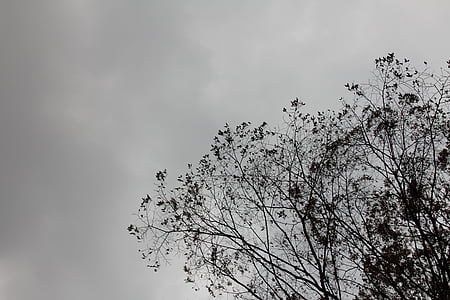 en blanco y negro, sucursales, silueta, cielo, árbol