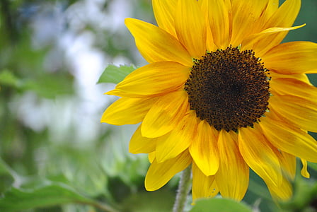 Sun flower, květ, žlutá, Zavřít, zahrada, žlutý květ, makro