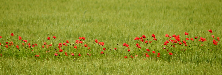 bunga, Poppies, hijau, bidang, mekar, kampanye, merah