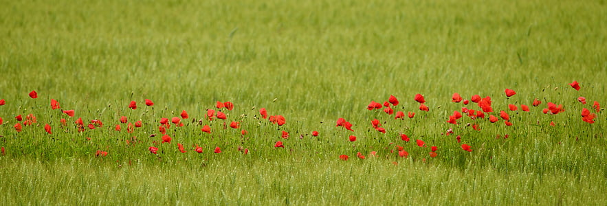 Blumen, Mohnblumen, Grün, Feld, Bloom, Kampagne, rot